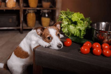 cachorro pode comer tomate